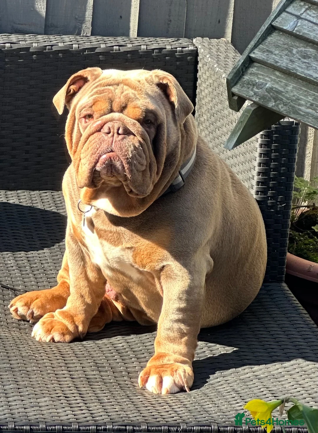 English Bulldog dogs for stud: Big Norman - Advert 4