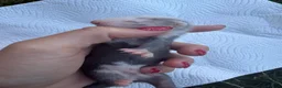 Ferret rodents for sale: Pedigree Full and Semi Angora Kits  - Advert 2