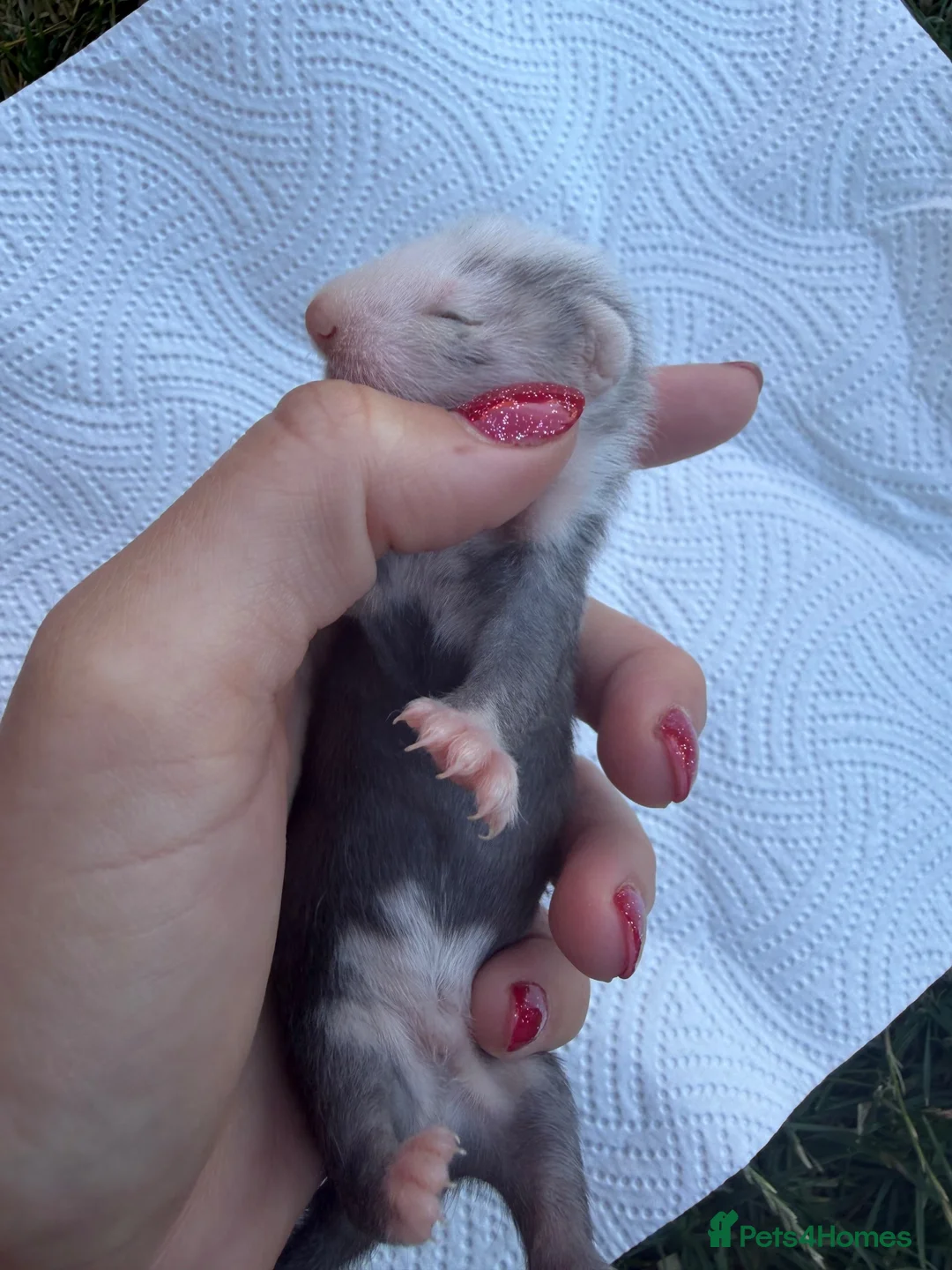 Ferret rodents for sale: Pedigree Full and Semi Angora Kits  - Advert 2