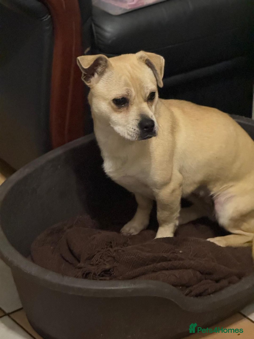 Mixed Breed dogs for adoption: Pretty Jamala ready for cuddles - Advert 11