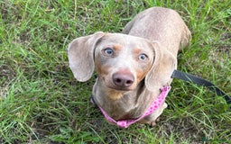 Miniature Dachshund dogs for adoption: Frankie * Miniature Dachshund * 240722 - Image 1