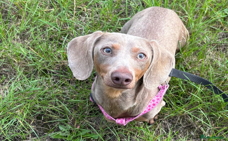 Miniature Dachshund dogs - Advert 4