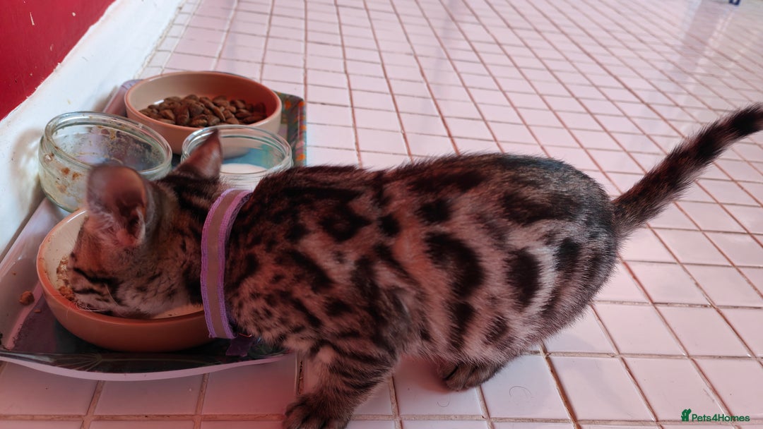 Bengal cats for sale: 1no. Female Bengal Kitten - Image 11