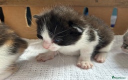 Mixed Breed cats for sale: Ready in 4 weeks time  - Image 4