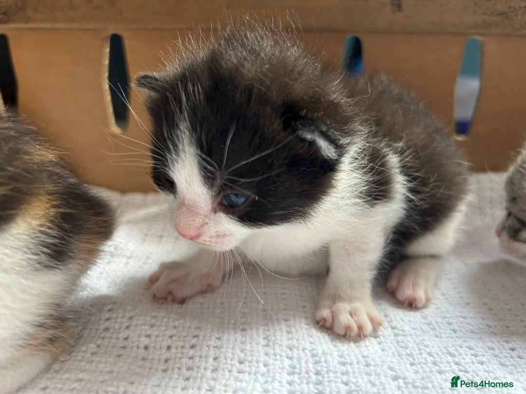 Mixed Breed cats for sale: Ready in 4 weeks time  - Image 4