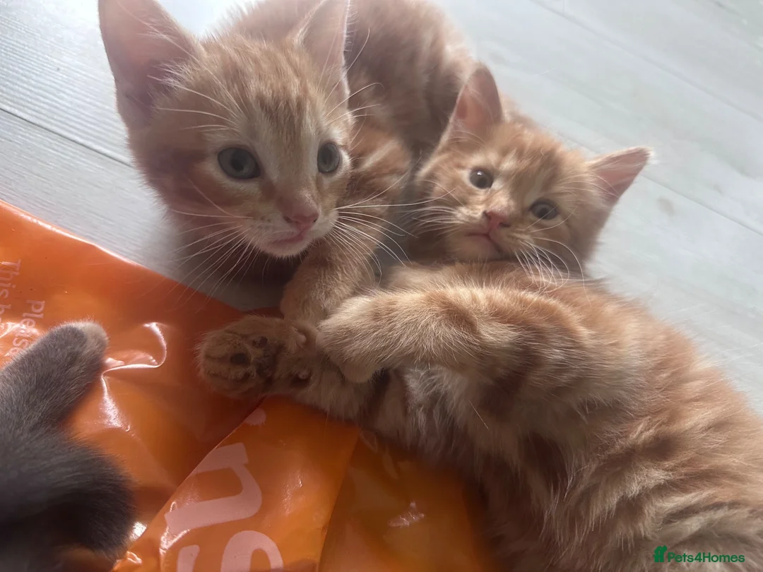 Domestic Shorthair cats for sale: 3 Adorable Kittens Looking for Their Forever Homes - Advert 10