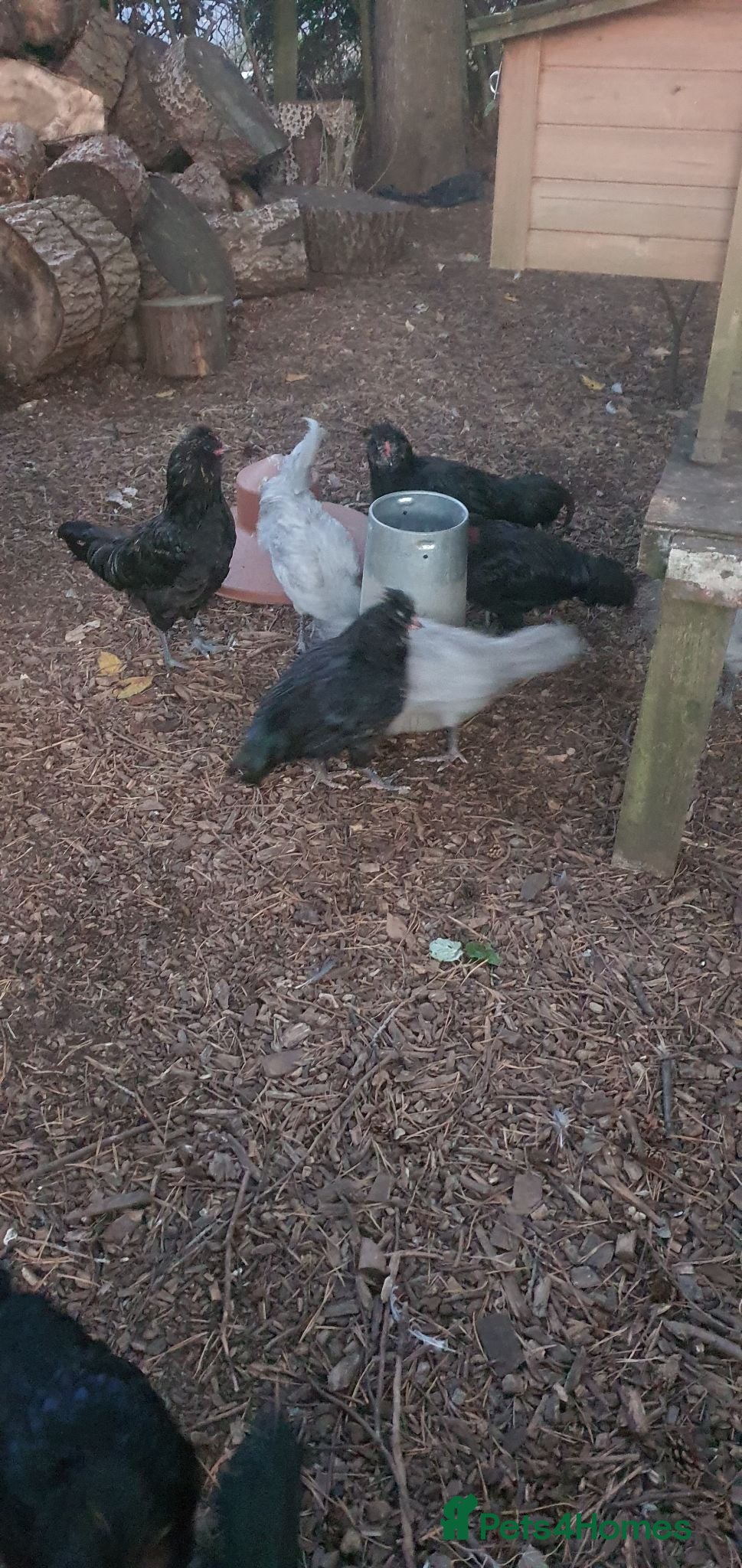 Chickens poultry Araucana cockerels  - Advert 6