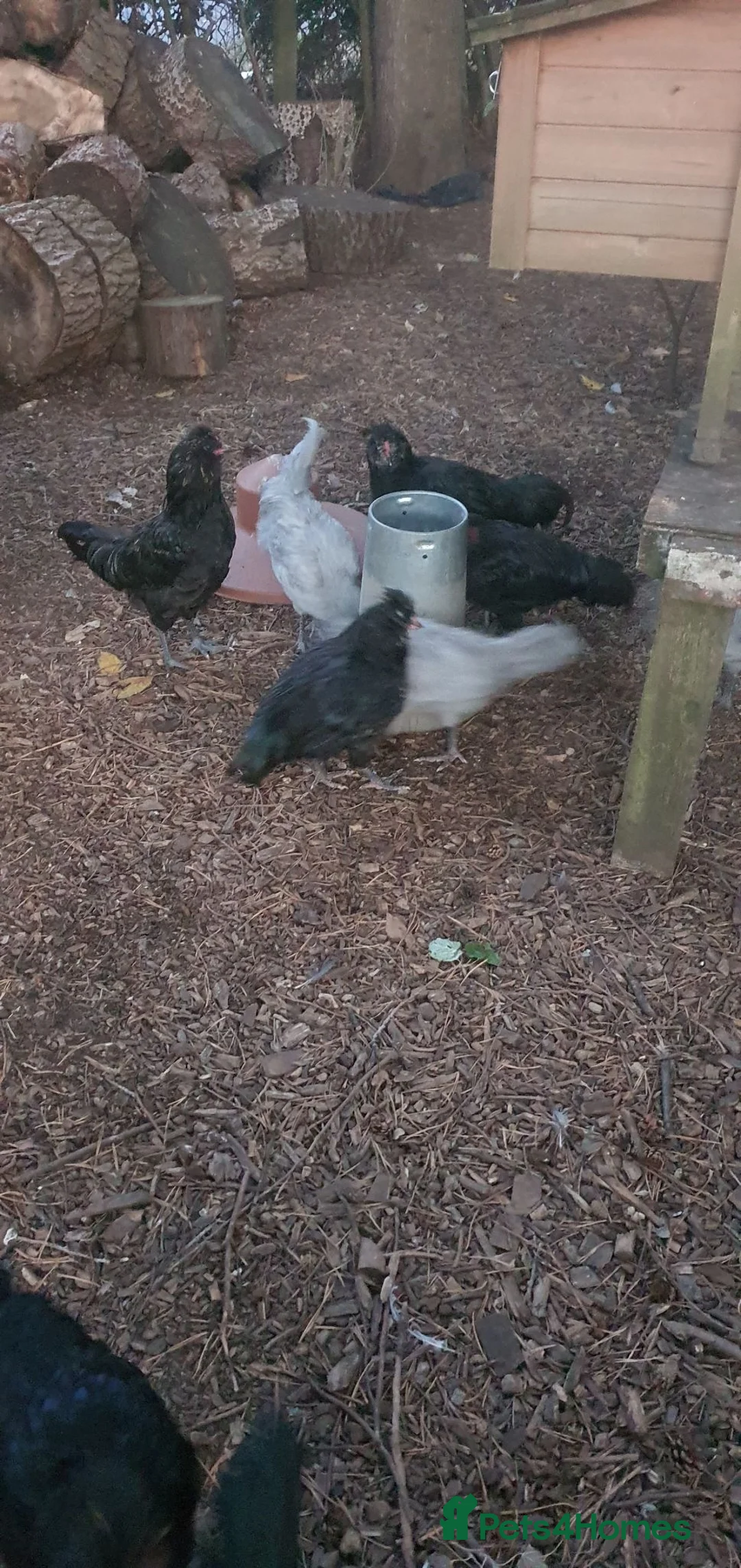 Chickens poultry for sale: Araucana cockerels  in Crewe - Advert 1