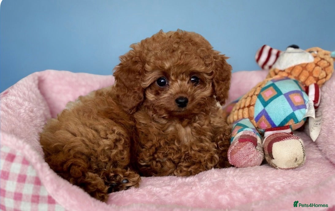Cavapoo dogs TOY CAVAPOOS - Fully health checked and vaccinated - Advert 1