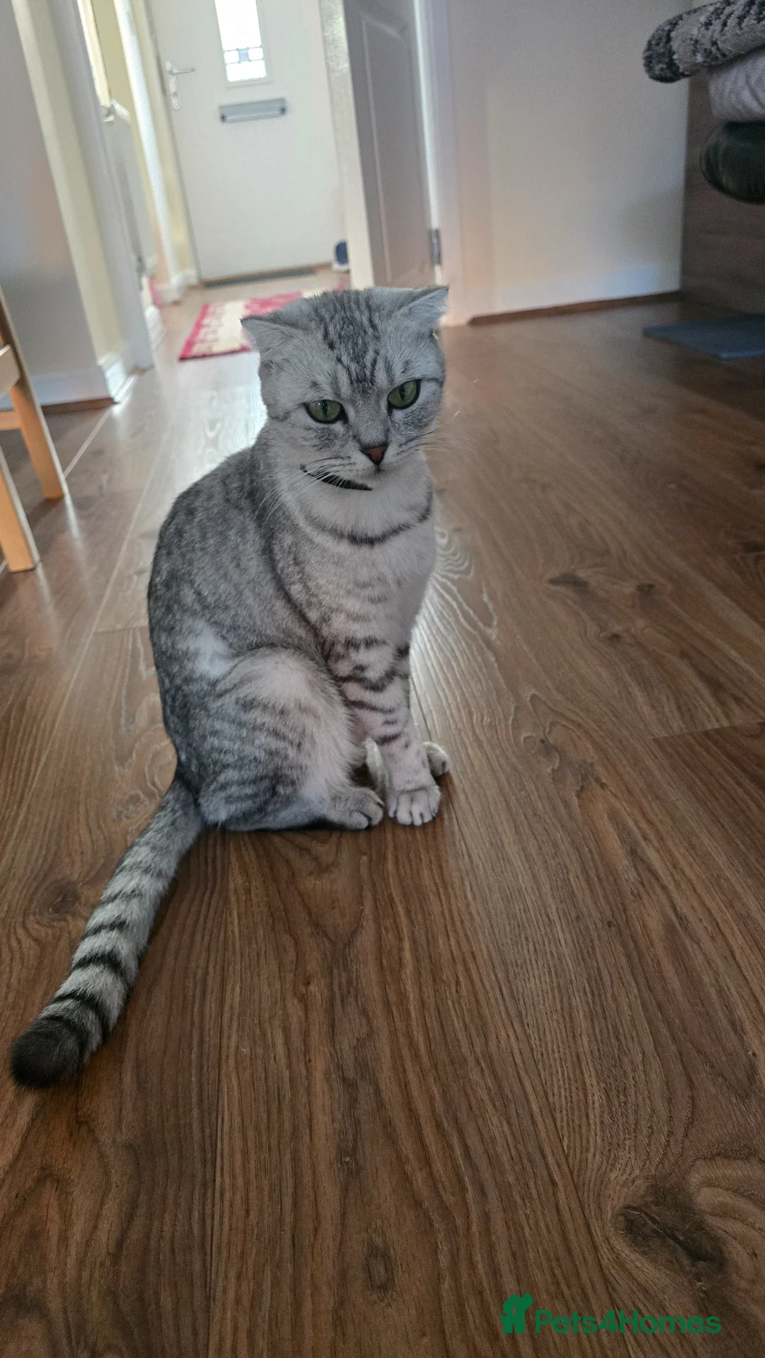 Scottish Fold cats for sale: 4 playful kittens - Advert 6