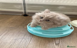 British Shorthair cats for sale: British Short Hair/ British Longhair 🐾 in Manchester - Image 23