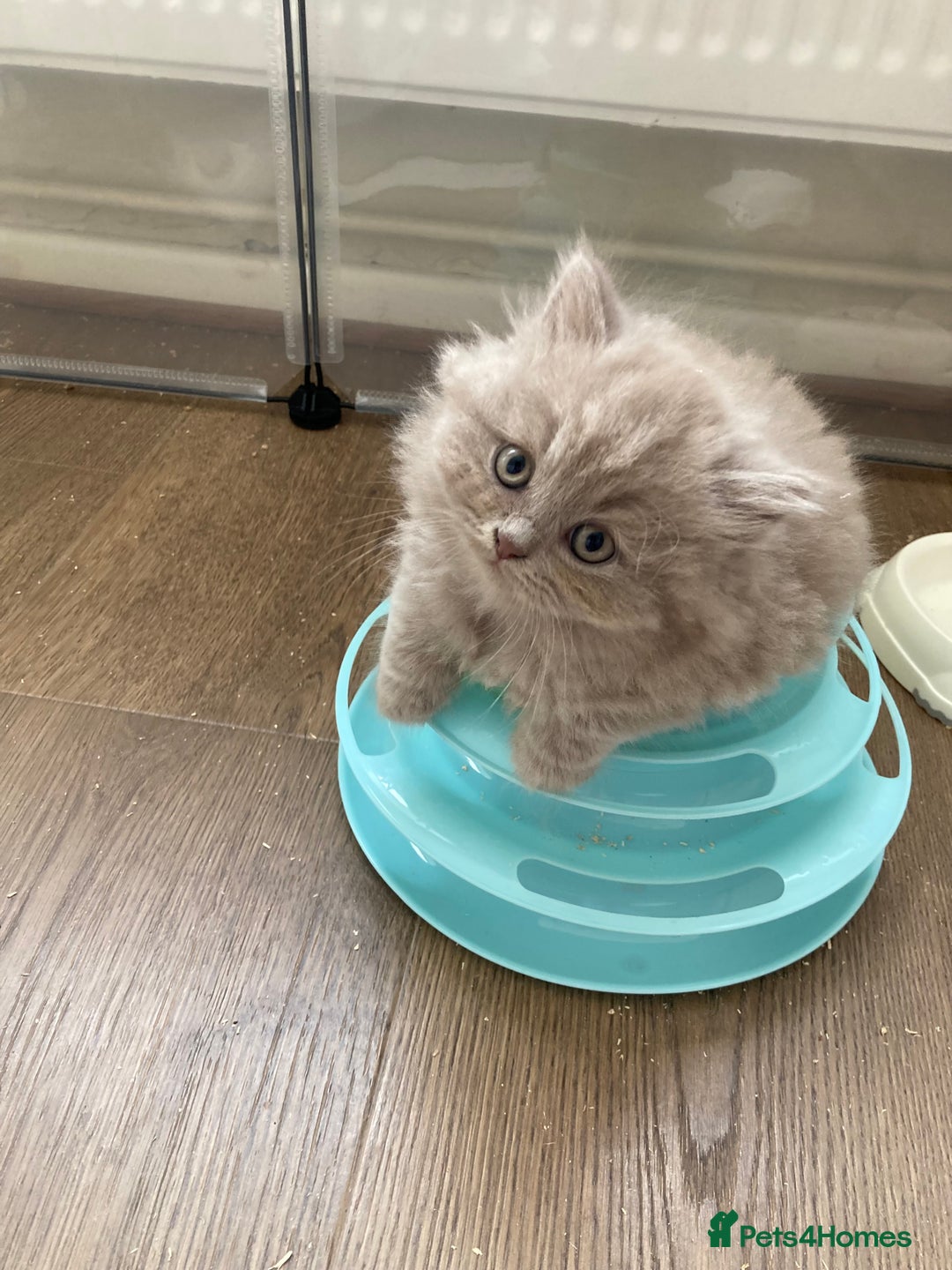 British Shorthair cats for sale: British Short Hair/ British Longhair 🐾 in Manchester - Image 23