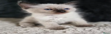 Ragdoll 2