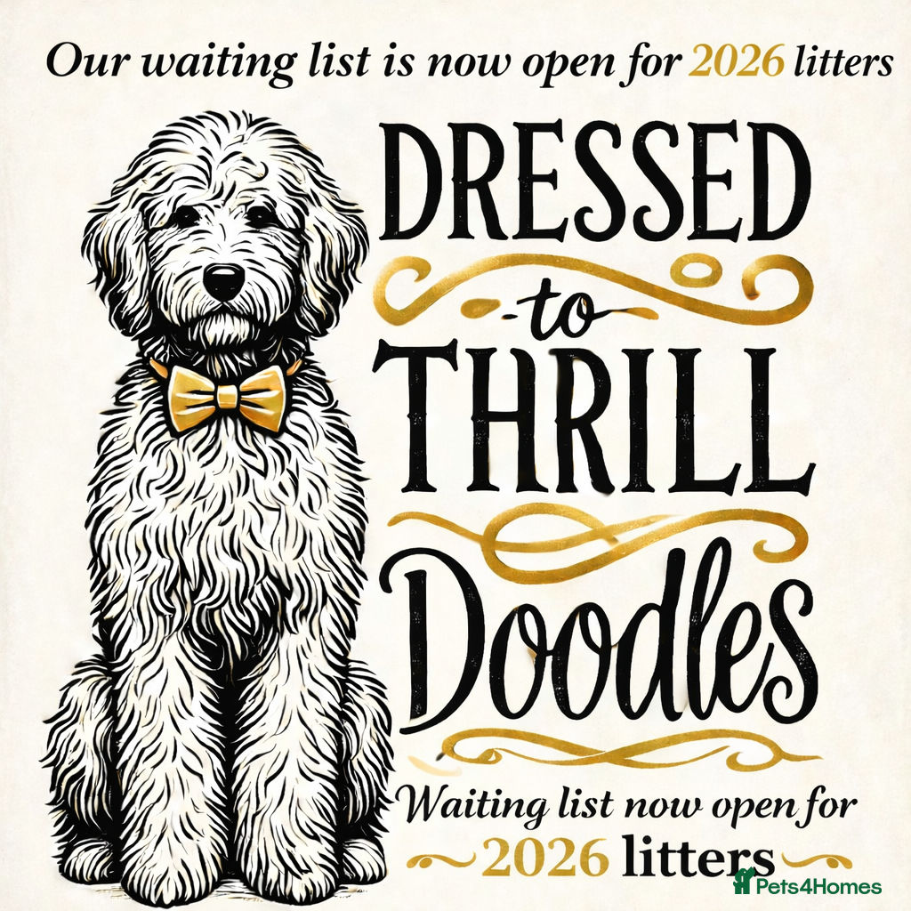 Mini Goldendoodle dogs Top Quality Miniature Goldendoodle puppies - Advert 3