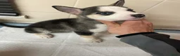 Siberian Husky dogs for sale: 5 beautiful girl puppies  - Advert 3