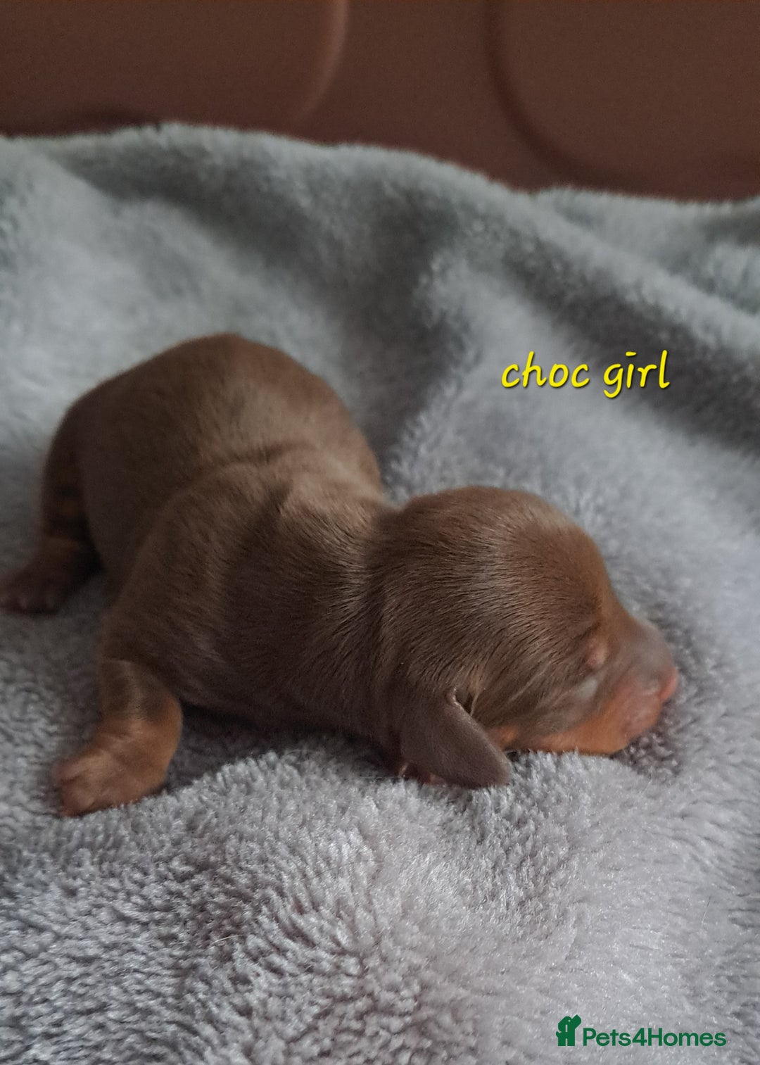 Dachshund dogs for sale: Miniature dachshund puppies  - Advert 8