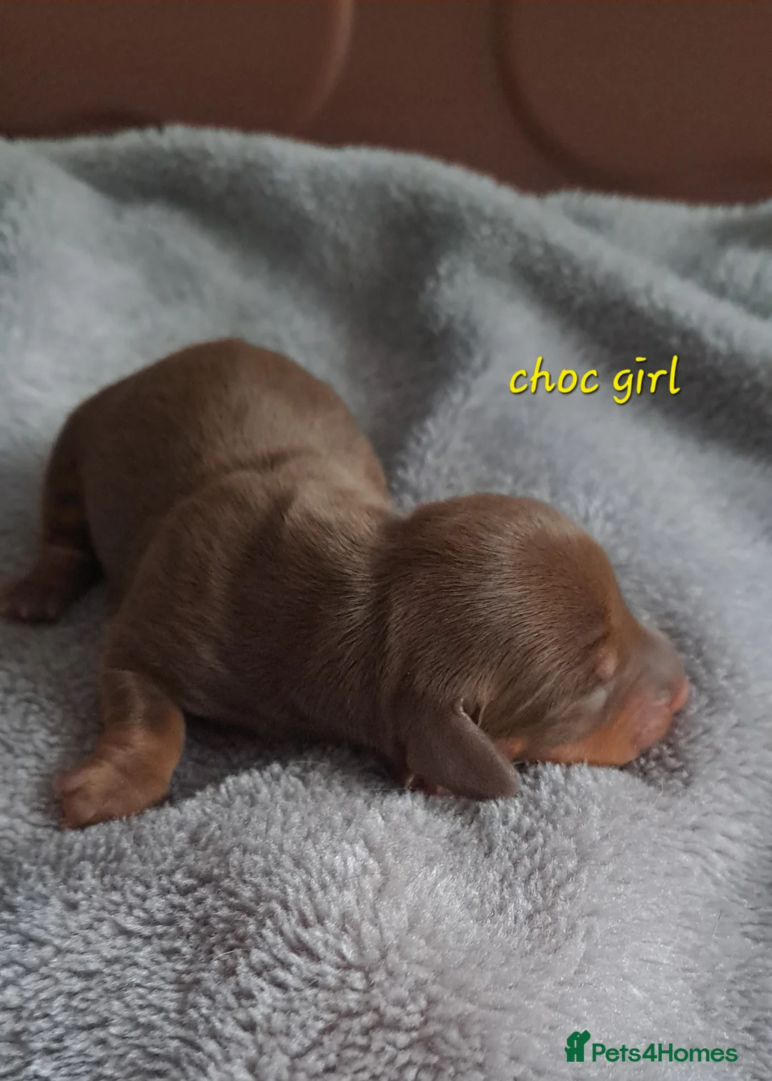 Dachshund dogs for sale: Miniature dachshund 1 girl left - Advert 13