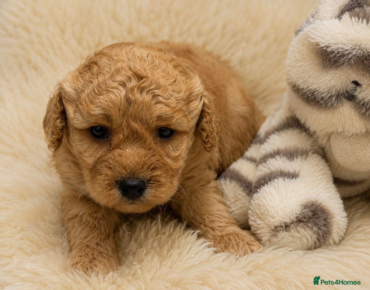 Cockapoo dogs Beautiful Cockapoo Puppies  - Advert 13