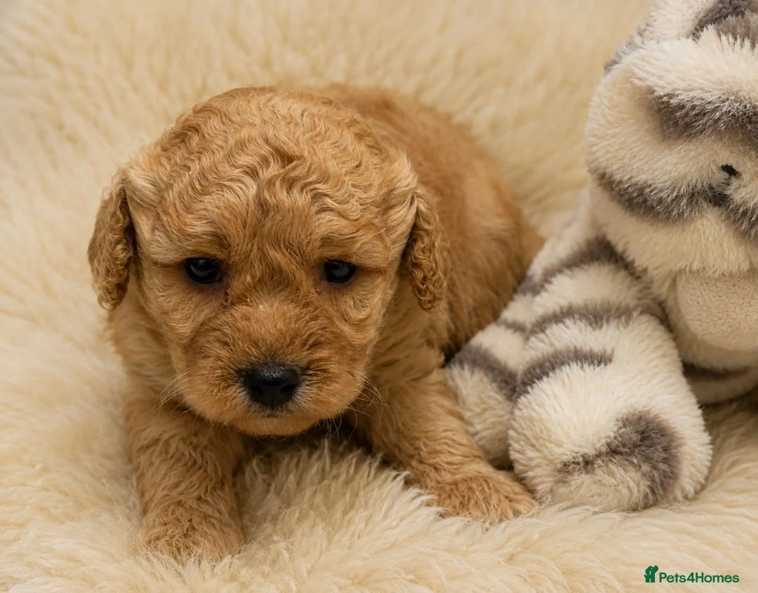 Cockapoo dogs for sale: Beautiful Cockapoo Puppies  - Advert 1