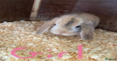 Mini Lop rabbits - Advert 14