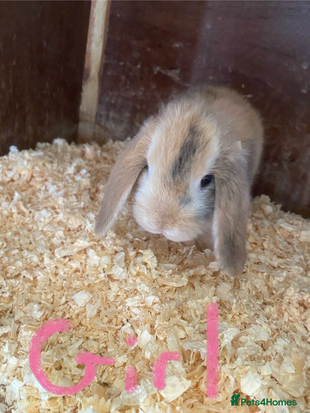 Mini Lop rabbits for sale: 2 beautiful baby mini lops for sale  - Image 2