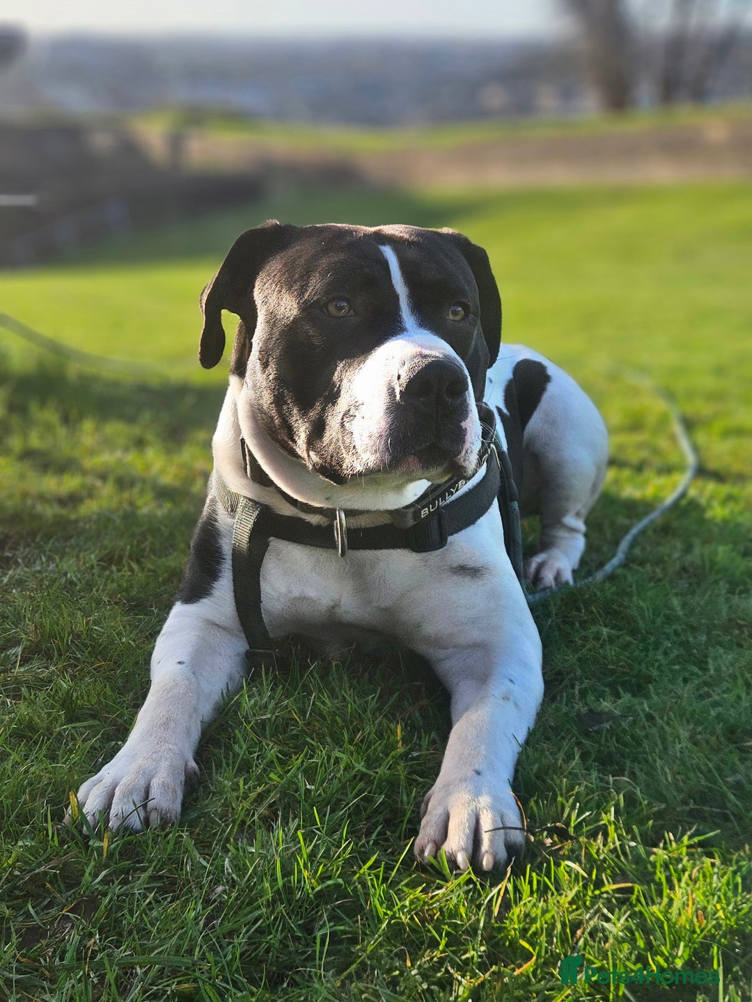 Mixed Breed dogs for stud: Staffy Cross American Bulldof For Stud - Advert 2