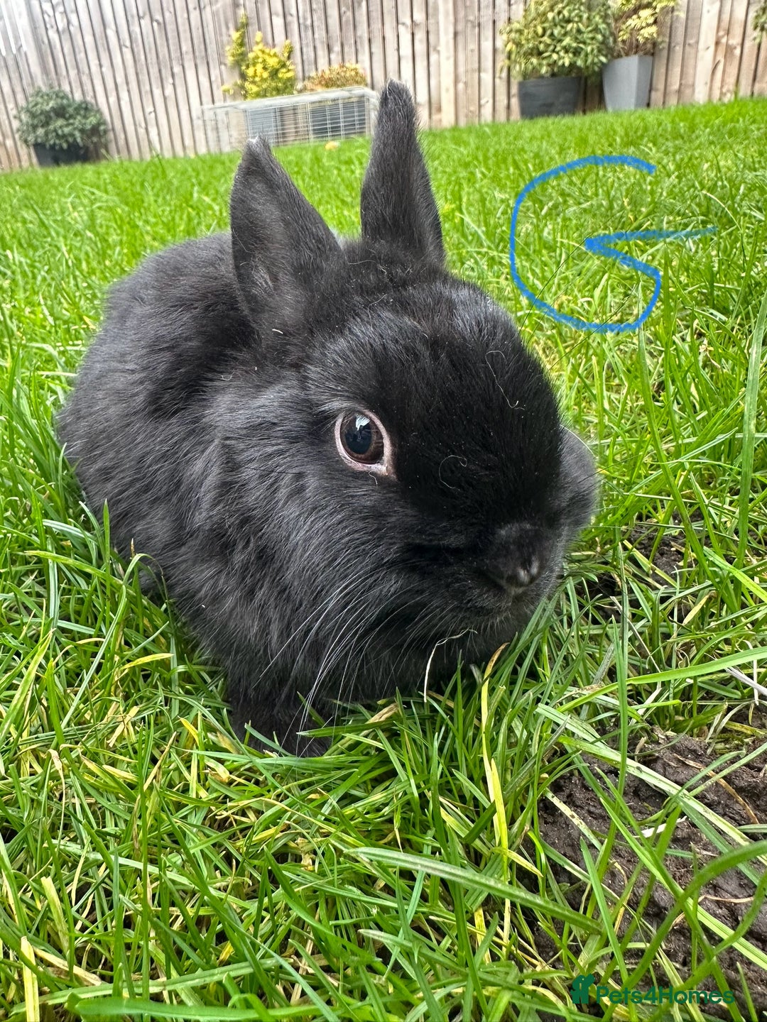 Netherland Dwarf rabbits for sale: Netherland Dwarf Rabbits For Sale  - Advert 9