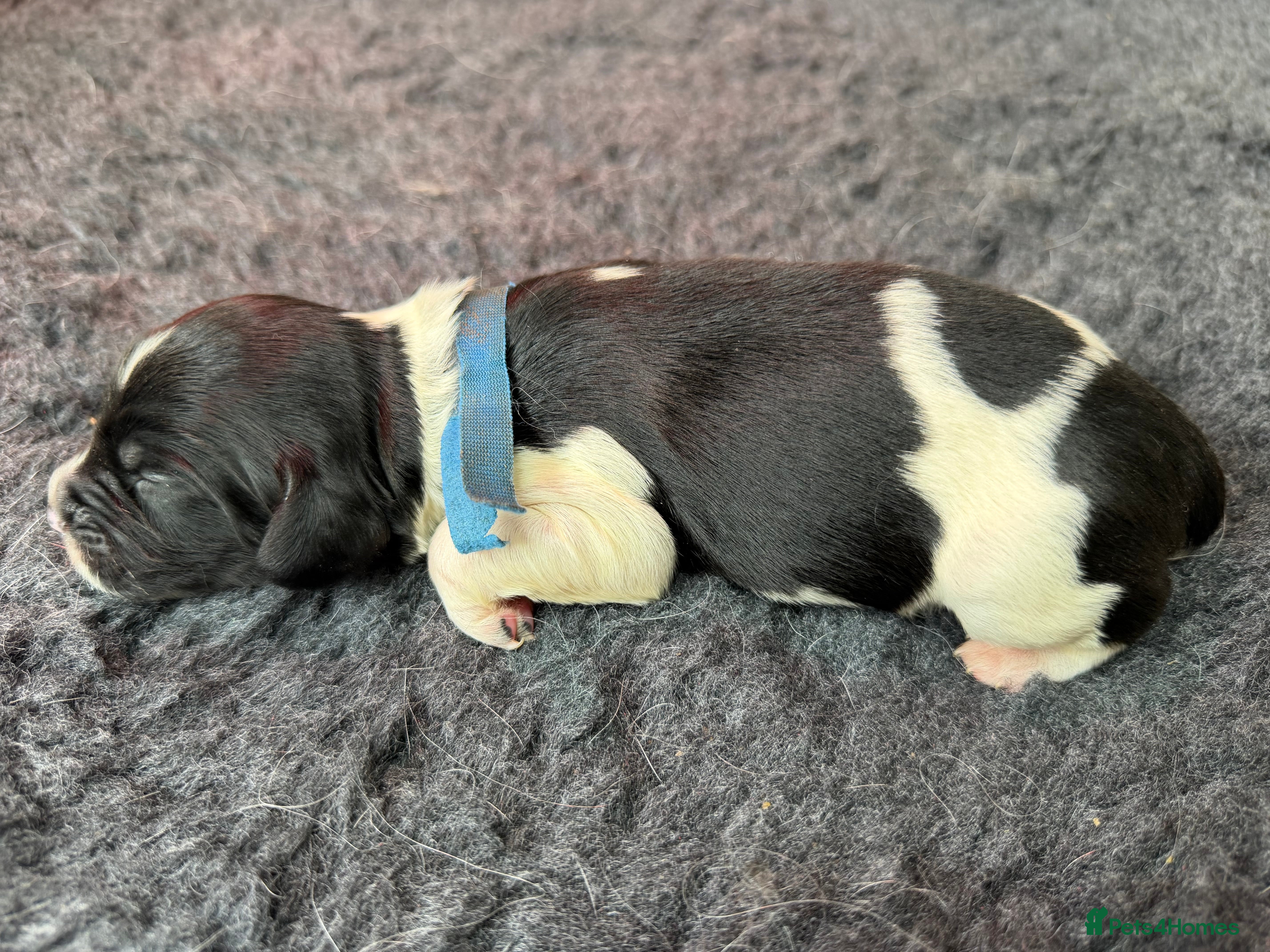 English Springer Spaniel dogs for sale: KC Reg - L&W *Docked&Vetted* 1 L&W Dog available  - Advert 2