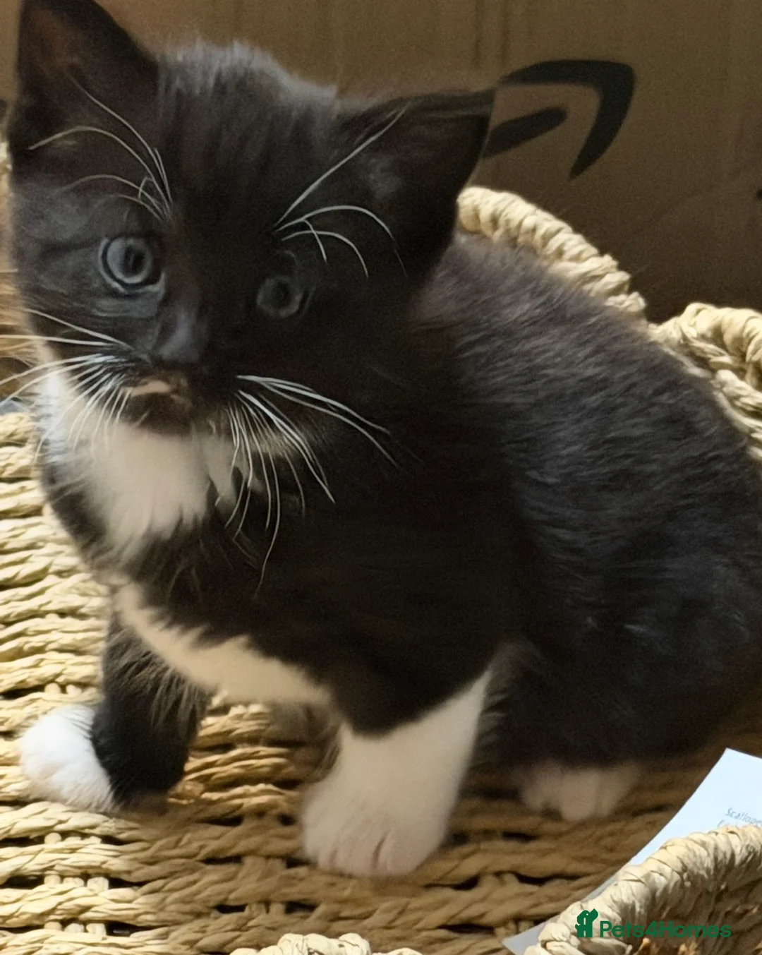 Mixed Breed cats for sale: Gorgeous little long haired boy kitten. - Advert 1