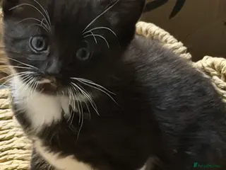 Mixed Breed cats Gorgeous little long haired boy kitten. - Advert 1