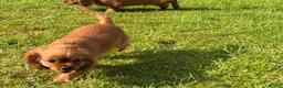 Cavalier King Charles Spaniel dogs for sale: KC REG FULLY VACCINATED RUBY CAVS READY NOW  - Advert 5