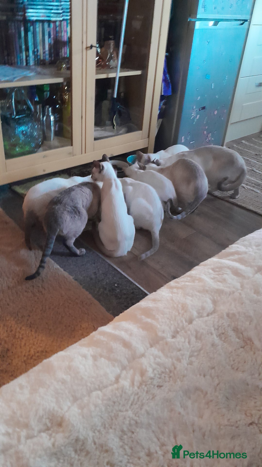 Siamese cats for sale: 3 boys for sale - Advert 5