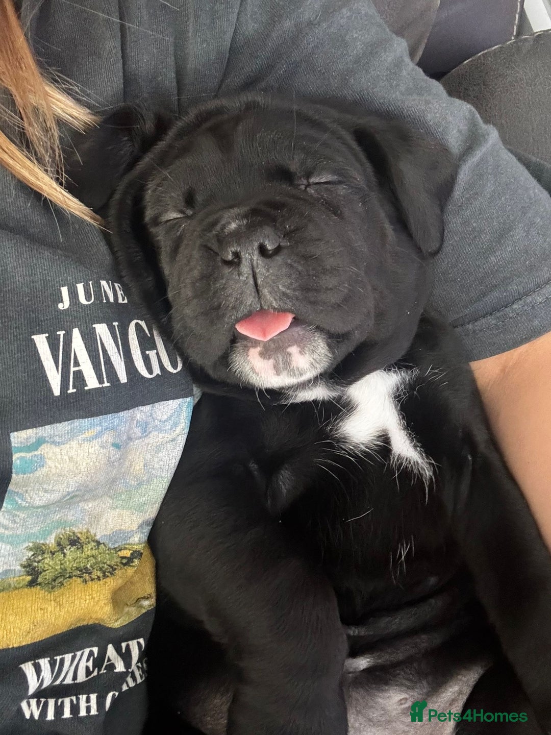 Cane Corso dogs for sale: Cane corso pups - Image 6