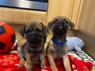 Border Terrier dogs BORDER TERRIER PUPPIES⭐️ READY TO LEAVE NOW - Advert 12