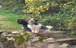 Shihpoo dogs for sale: Shihpoo puppies in Devon ... we're back!  - Image 10