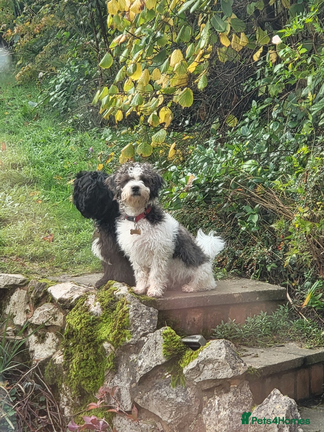 Shihpoo dogs for sale: Shihpoo puppies in Devon ... we're back!  - Image 10