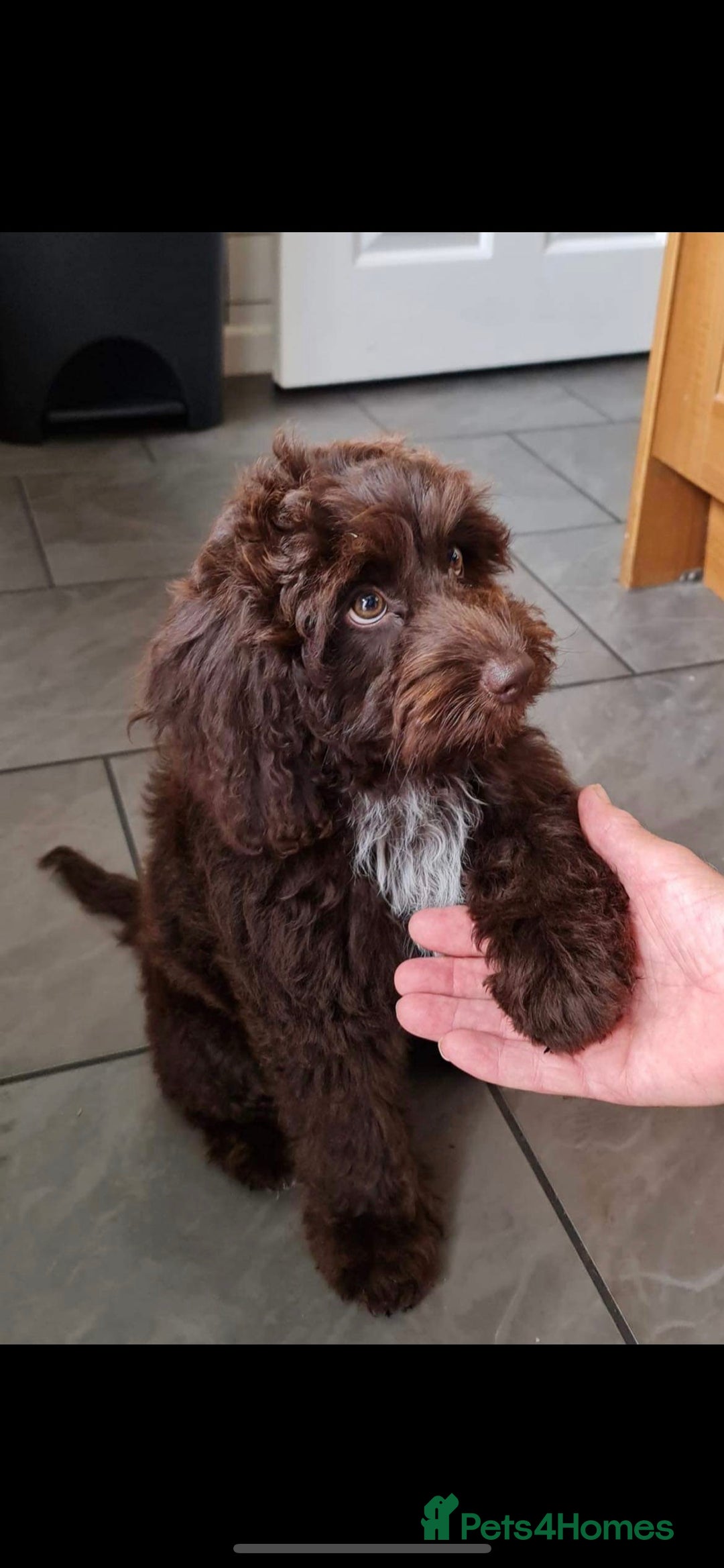Toy Poodle dogs for stud: Percy KC Chocolate Phantom Toy Poodle Stud in Middlesbrough - Advert 15