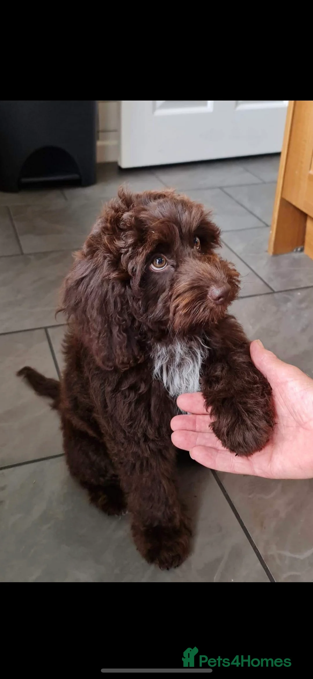 Toy Poodle dogs for stud: Percy KC Chocolate Phantom Toy Poodle Stud in Middlesbrough - Advert 15