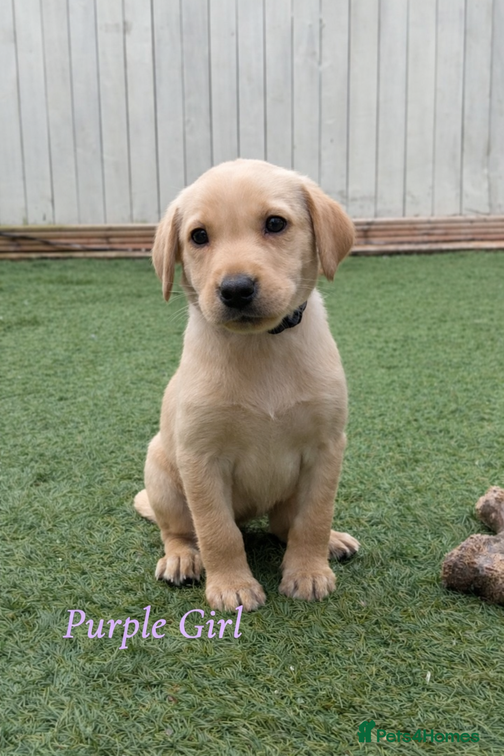 Labrador Retriever dogs 🐾 Exceptional KC Reg Labrador Puppies 🐾 - Advert 2