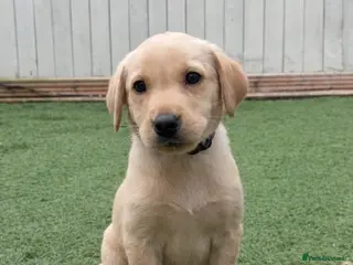 Labrador Retriever dogs 🐾 Exceptional KC Reg Labrador Puppies 🐾 - Advert 2