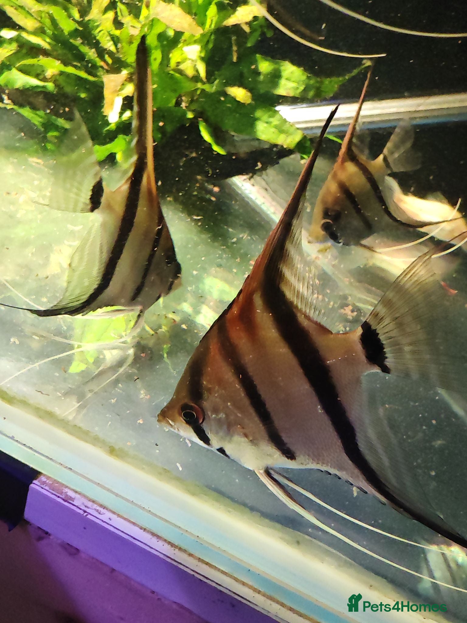 Angelfish fish Loads angelfish , breeding pairs - Advert 2