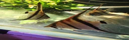 Angelfish fish for sale: Loads angelfish , breeding pairs - Advert 1