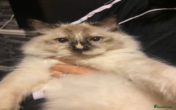 Ragdoll cats for sale: Flame Point Ragdoll mixed 2 years old - Image 1