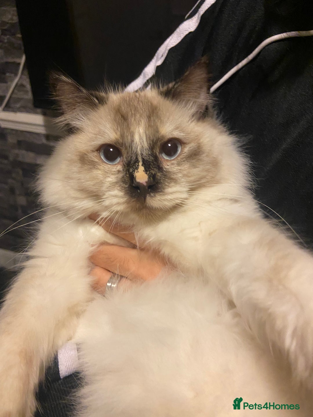 Ragdoll cats for sale: Flame Point Ragdoll mixed 2 years old - Image 1