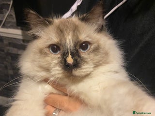 Ragdoll cats - Advert 22