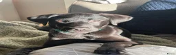 Labrador Retriever dogs for stud: Scooby  - Advert 4