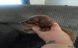 Miniature Dachshund dogs for sale: Miniature dachshund puppies - Image 9