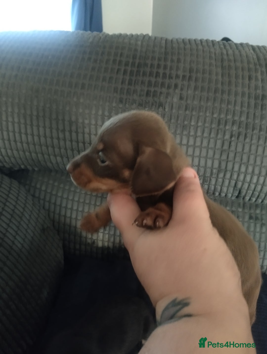 Miniature Dachshund dogs for sale: Miniature dachshund puppies - Image 9