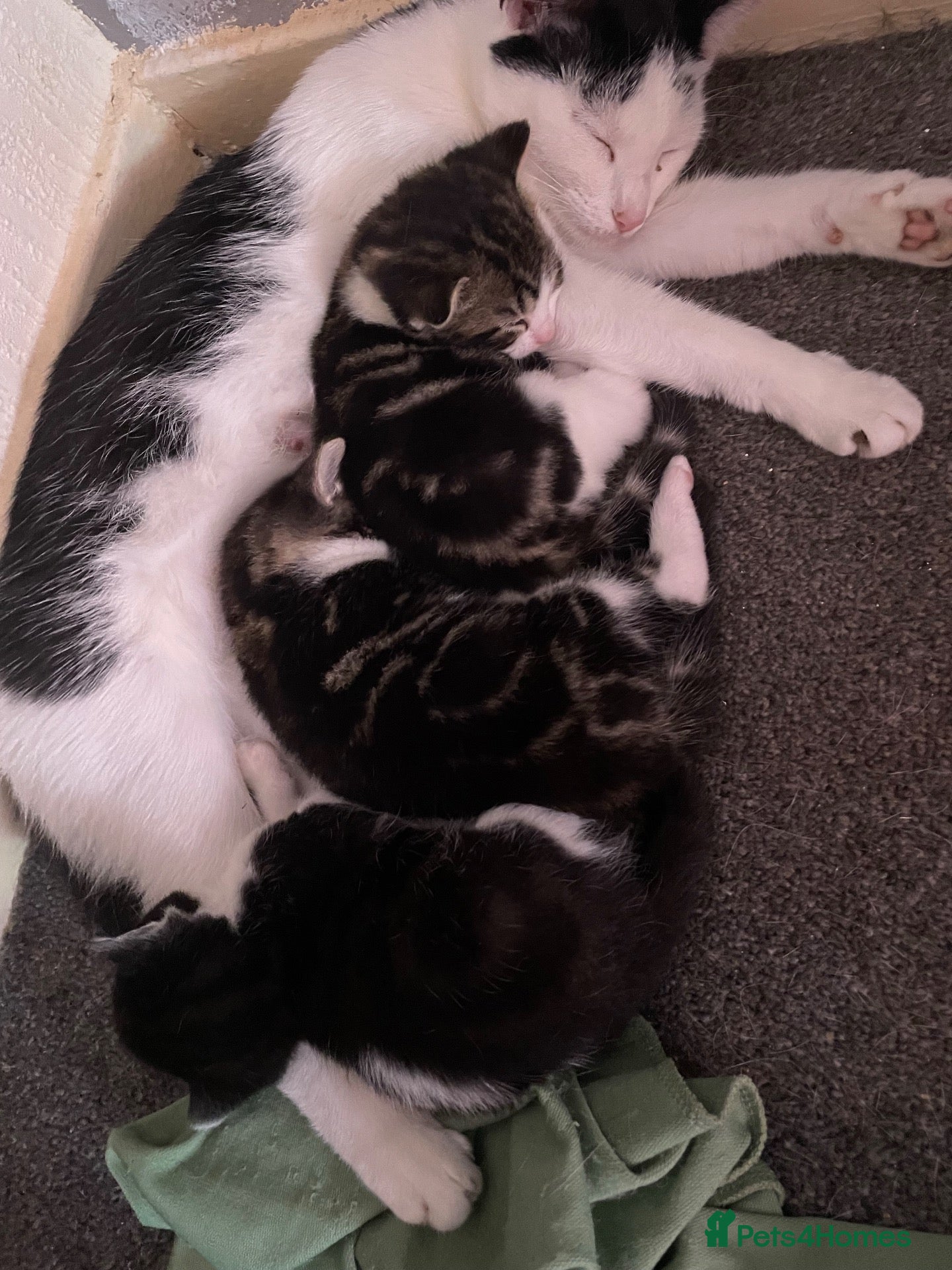 British Shorthair cats 3 kittens - Advert 4