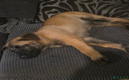 Belgian Shepherd Dog dogs for sale: belguim malinois free training provided - Image 8
